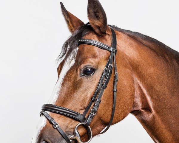 dressage horse Dolce (Austrian Warmblood, 2007, from Danny Wilde)