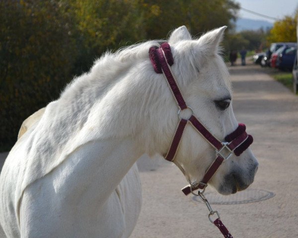 dressage horse Leybuchts Racker (Welsh mountain pony (SEK.A), 2001, from Colne Rocket) dressage horse Leybuchts Racker (Welsh mountain pony (SEK.A), 2001, from Colne Rocket)