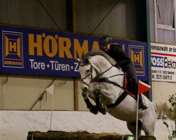 Springpferd Cooper 185 (Holsteiner, 2010, von Colbert GTI)