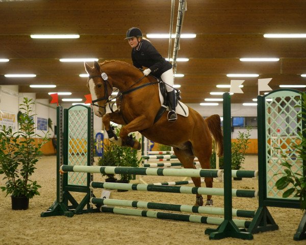 jumper Whaity 2 (Hanoverian, 2004, from Weissenburg)