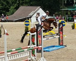 jumper Celine (Hanoverian, 2010, from Cloney)