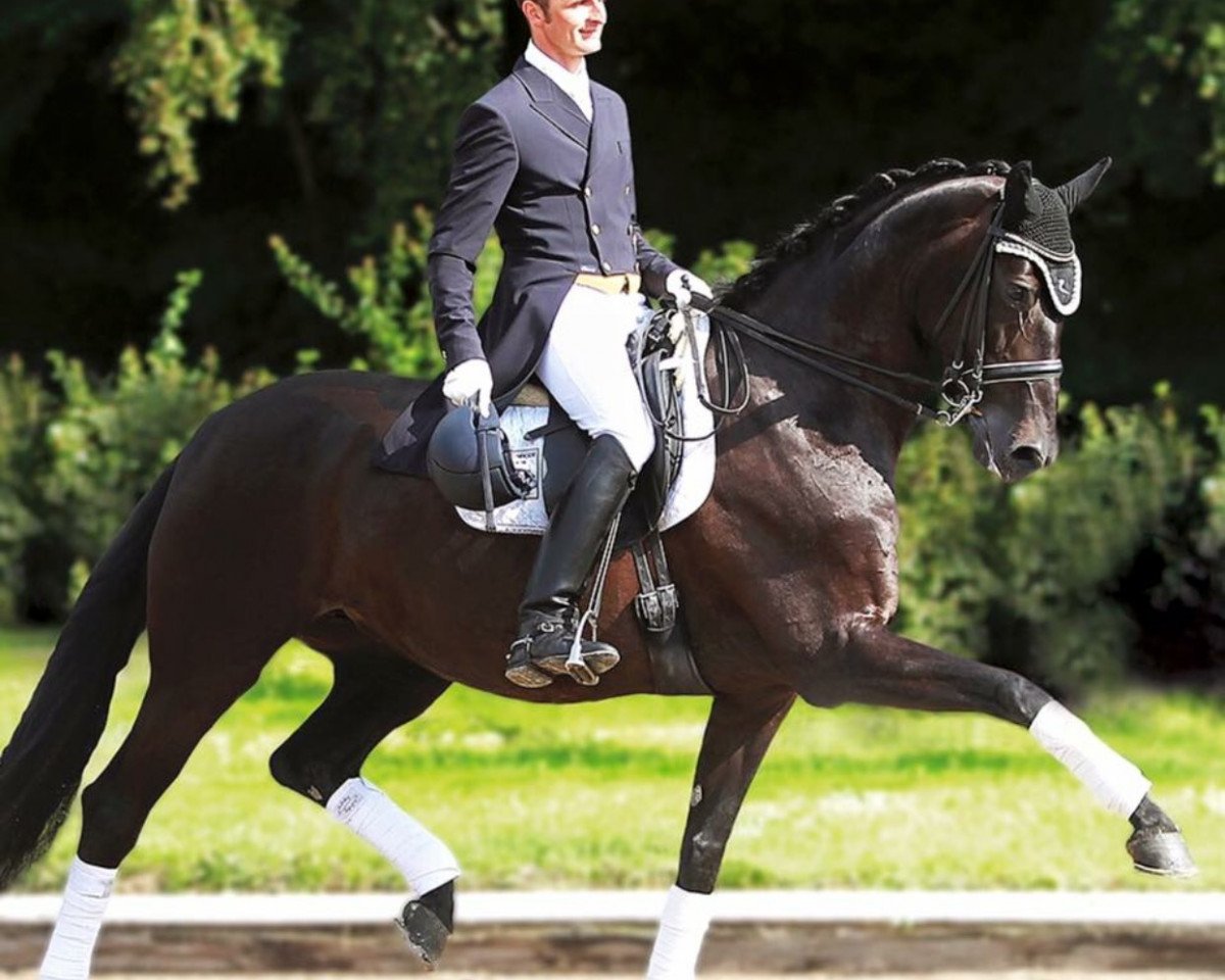 broodmare Miss Facette de Lully (Swiss Warmblood, 2002, from Mr.G)