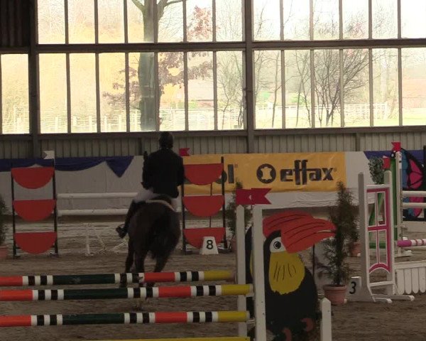 Reitturnier Greven 2018
