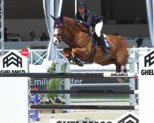 broodmare Espyrante van het Groeshof (Belgian Warmblood, 2004, from Obourg) broodmare Espyrante van het Groeshof (Belgian Warmblood, 2004, from Obourg)