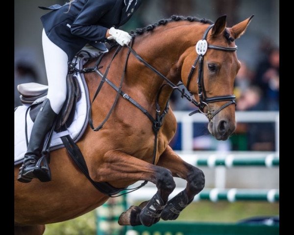 Dressurpferd Sasuela 2 (Trakehner, 2010, von Grafenstolz)