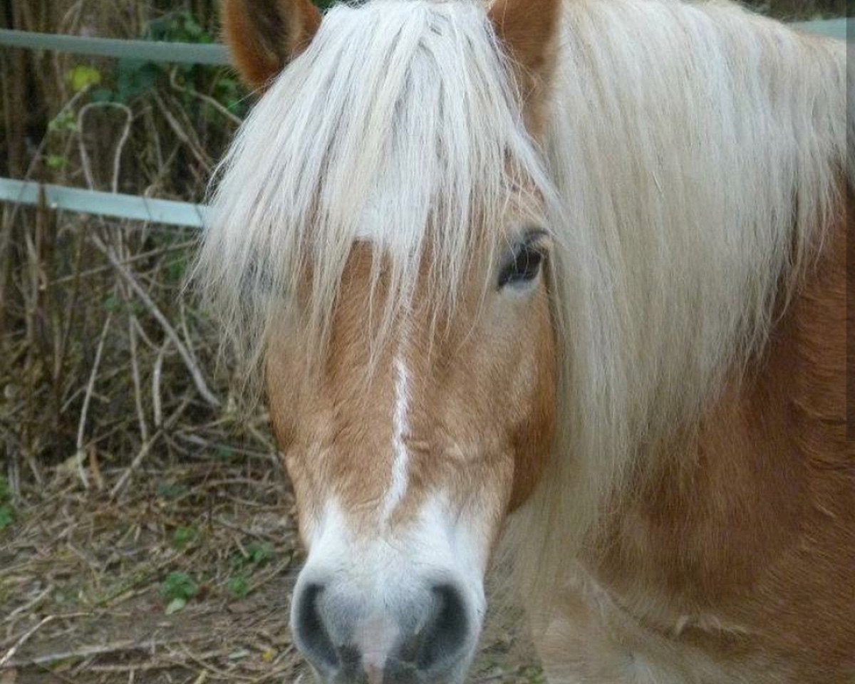 dressage horse Anton (Haflinger, 2001, from Alpruf)