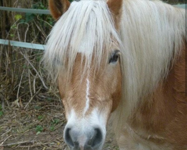 dressage horse Anton (Haflinger, 2001, from Alpruf)