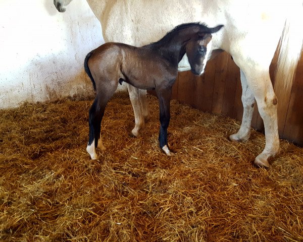 horse Conex (German Sport Horse, 2018, from Cordess 2)