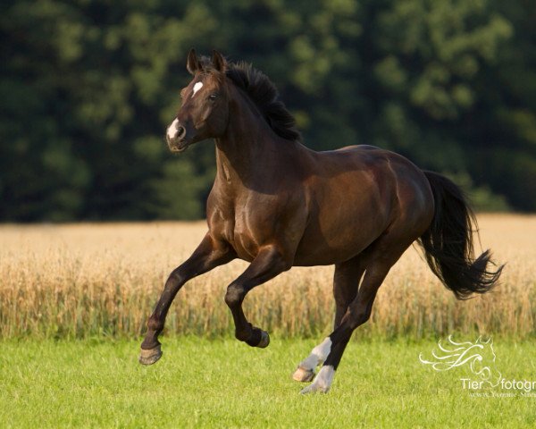 dressage horse Shootingstar 2 (Bavarian, 2010, from Son of Cologne)
