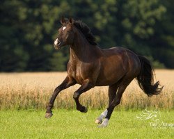 dressage horse Shootingstar 2 (Bavarian, 2010, from Son of Cologne)
