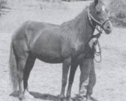 broodmare Sultana (Peruvian Paso,  , from Potro de Calapalla)
