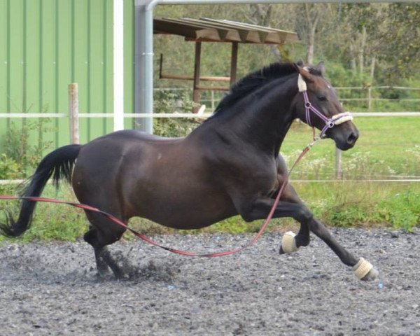 horse Rubinia Weissena (Oldenburg, 1996, from Ruehmann)