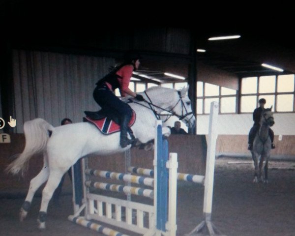 dressage horse sjabeke (Arabian purebred, 2005, from Lobeke ox)
