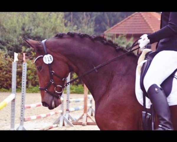 dressage horse Paloma 295 (Westphalian, 2006, from Peking)
