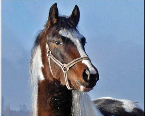 horse WhyNot Just Joking (Lewitzer, 2014, from WhyNot Just a Boy)