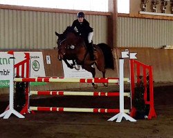 jumper Conquest Ador 2 (Bavarian, 2008, from Check In 2)