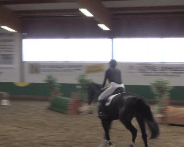 Reitturnier Warendorf-Freckenhorst 2018