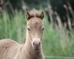 Pferd Chokolate Chip vom Olendiek (Dt.Part-bred Shetland Pony, 2017, von Megasthenes Classic Reward)