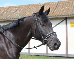 dressage horse Macani (unknown, 2012)