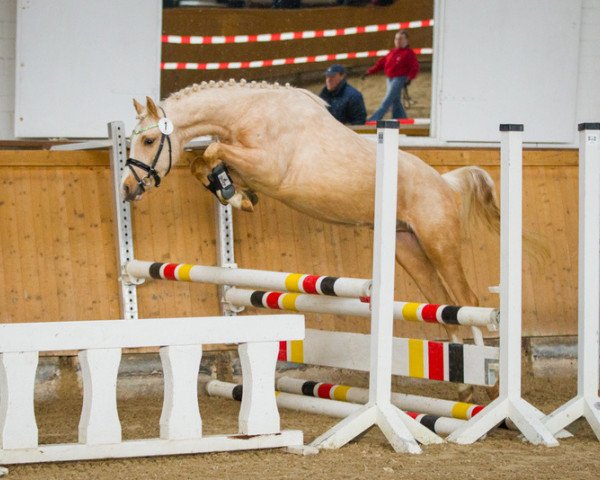 horse MN Deilan (German Riding Pony, 2015, from Arts Deilahro)