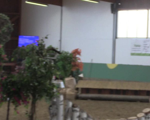 Reitturnier Warendorf-Freckenhorst 2018