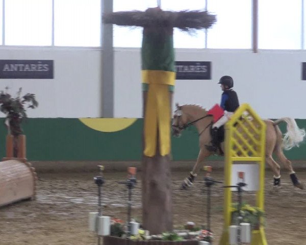Reitturnier Warendorf-Freckenhorst 2018