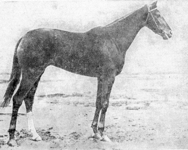 broodmare Pantera II xx (Thoroughbred, 1934, from Tagor xx)