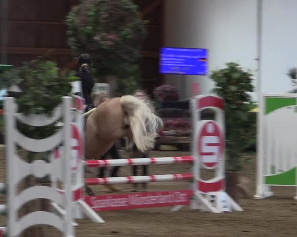 Reitturnier Warendorf-Freckenhorst 2018
