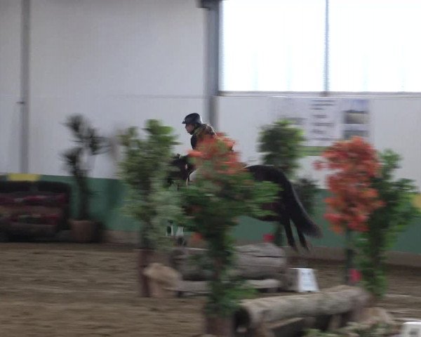 Reitturnier Warendorf-Freckenhorst 2018