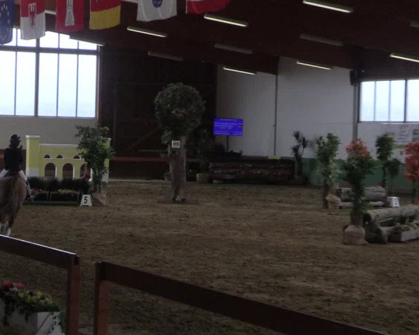 Reitturnier Warendorf-Freckenhorst 2018