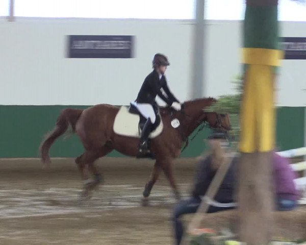 Reitturnier Warendorf-Freckenhorst 2018