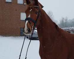 broodmare Luna (Hanoverian, 2014, from Londontime)