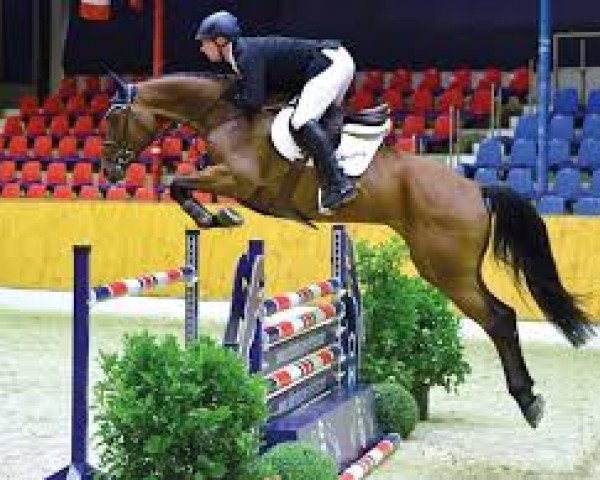 jumper Centarew (Oldenburg show jumper, 2011, from Centadel)