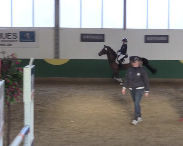 Reitturnier Warendorf-Freckenhorst 2018