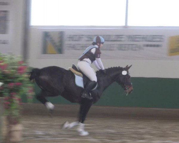 Reitturnier Warendorf-Freckenhorst 2018