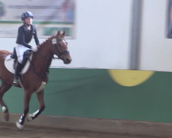 Reitturnier Warendorf-Freckenhorst 2018