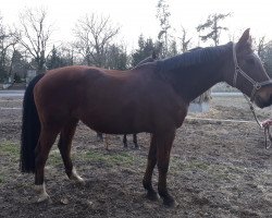 Springpferd Alipalooza (KWPN (Niederländisches Warmblut), 1998, von Ahorn)