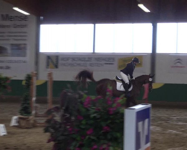 Reitturnier Warendorf-Freckenhorst 2018