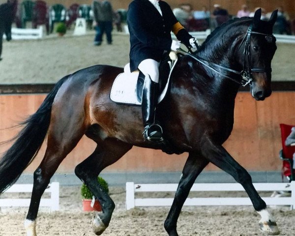 horse Fidan (Rhinelander,  , from Fidertanz)