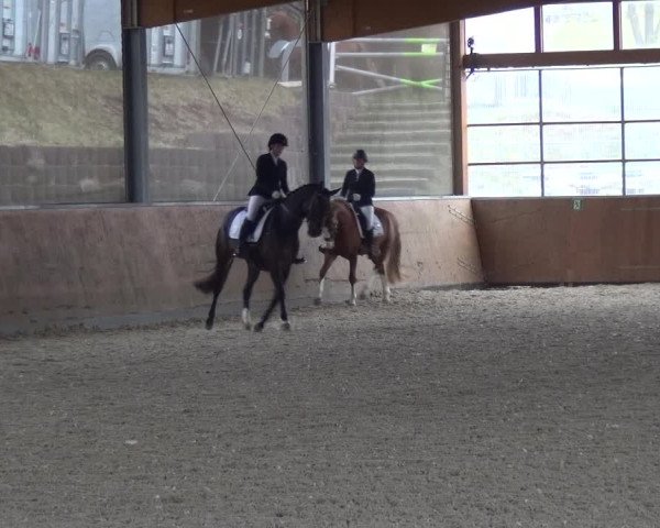 Reitturnier Leichlingen-Witzhelden 2018