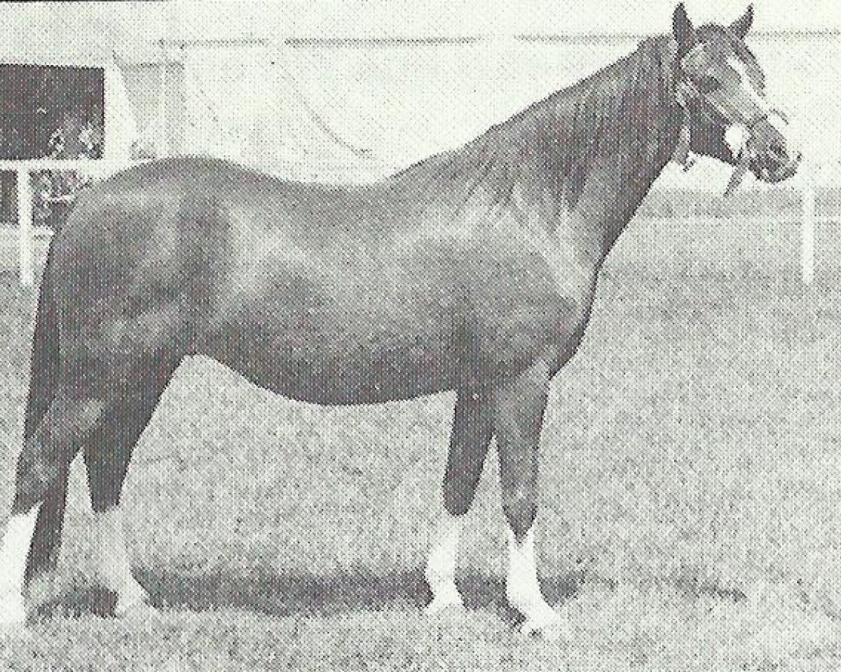 broodmare Reeves Fairy Lustre (Welsh-Pony (Section B), 1961, from Kirby Cane Shuttlecock)