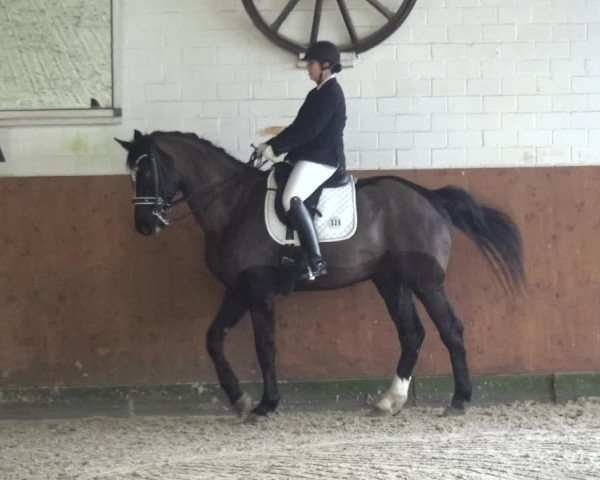 Reitturnier Leichlingen-Witzhelden 2018