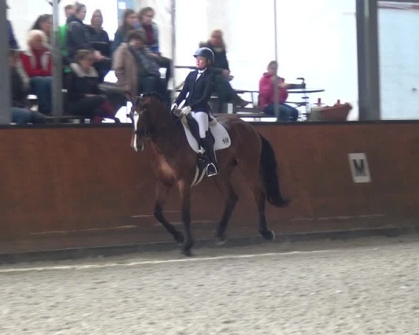Reitturnier Leichlingen-Witzhelden 2018