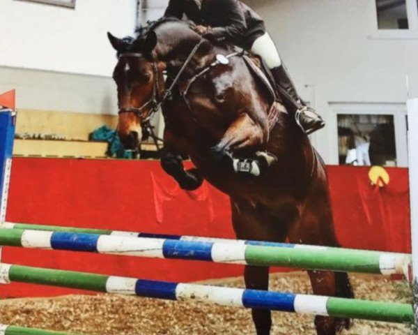 jumper Con Acord 2 (German Sport Horse, 2012, from Cinsey)