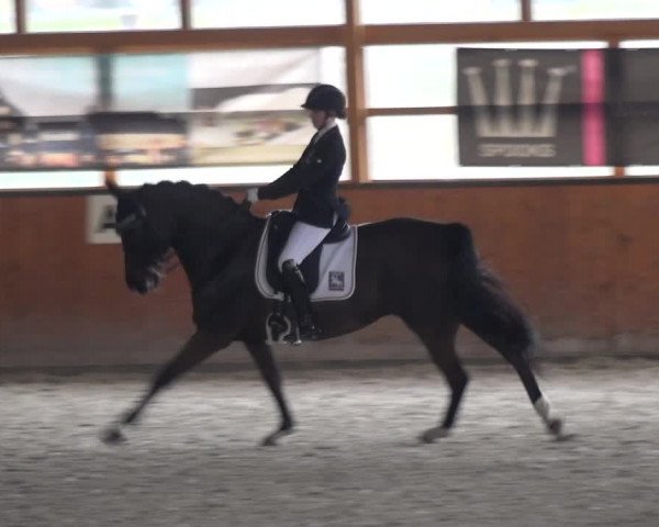 Reitturnier Leichlingen-Witzhelden 2018