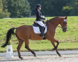 dressage horse Luciano 258 (unknown, 2000)