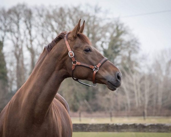 broodmare Velvet Rose (Oldenburg, 2011, from Velvet Touch)