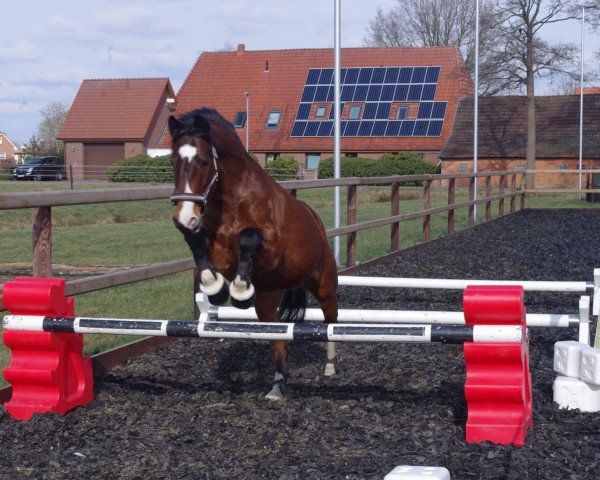 dressage horse Sandmann B (German Riding Pony, 2010, from Special Dream TCF)