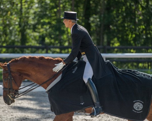 Dressurpferd Zigzag (Dänisches Warmblut, 2008, von Zack)