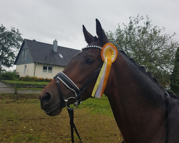dressage horse Finnity RL (Westphalian, 2012, from Franziskus FRH)